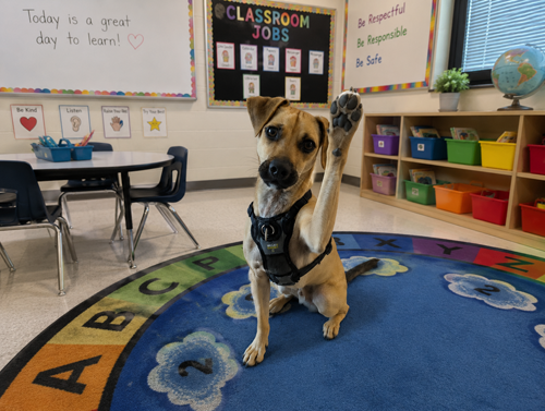 A happy dog with a paw up - Ocala Elite Pet Services